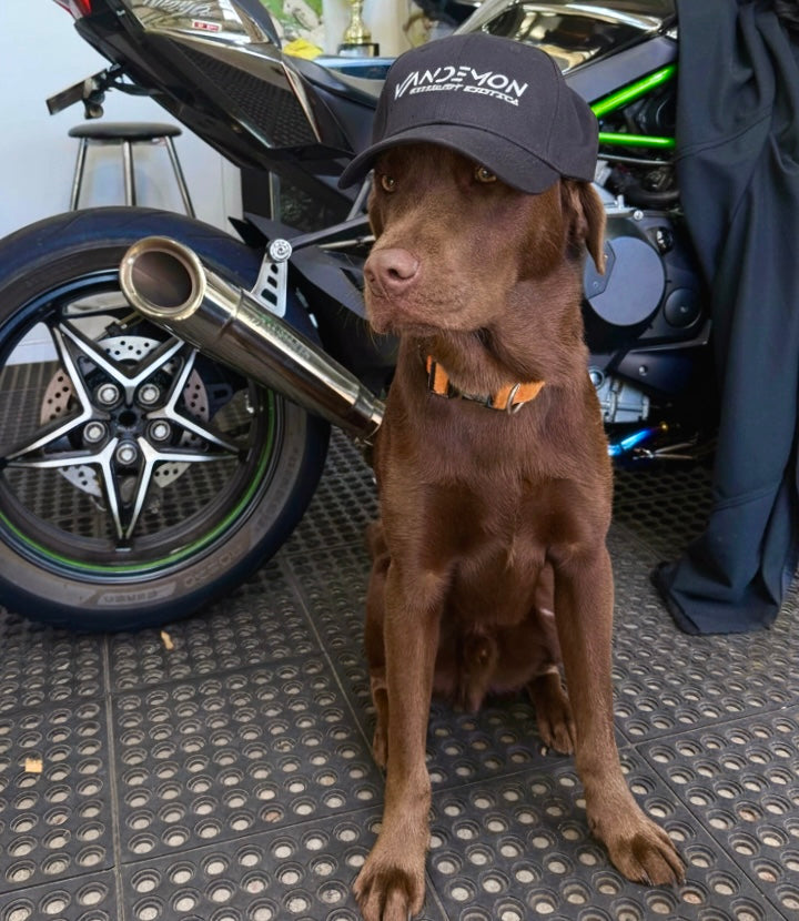 Dog wearing a cap sitting next to a motorcycle